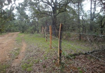 IMPULSA CONAFOR DESARROLLO FORESTAL DE 35 MIL HECTÁREAS EN ZACATECAS