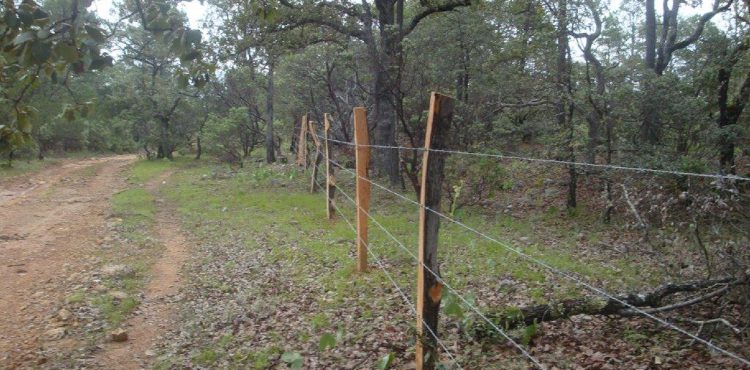 IMPULSA CONAFOR DESARROLLO FORESTAL DE 35 MIL HECTÁREAS EN ZACATECAS