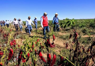 IMPULSA GOBIERNO ESTATAL PRODUCCIÓN AGRÍCOLA CON NANOTECNOLOGÍA