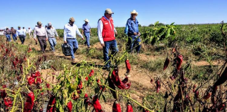 IMPULSA GOBIERNO ESTATAL PRODUCCIÓN AGRÍCOLA CON NANOTECNOLOGÍA