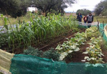 REALIZA GOBIERNO DE ZACATECAS ANÁLISIS DEL APROVECHAMIENTO AGRÍCOLA