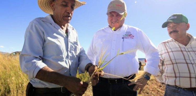 IMPULSA GOBIERNO DE ZACATECAS TECNIFICACIÓN DEL CAMPO