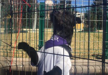 RECONOCE ULISES MEJÍA GRAN PARTICIPACIÓN EN EL 3ER MASCOTA FEST PARA FOMENTAR EL BIENESTAR ANIMAL