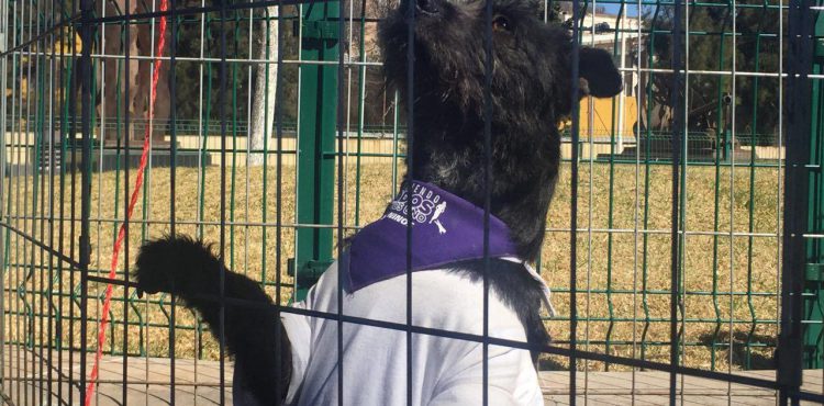 RECONOCE ULISES MEJÍA GRAN PARTICIPACIÓN EN EL 3ER MASCOTA FEST PARA FOMENTAR EL BIENESTAR ANIMAL