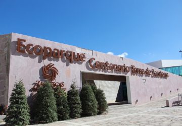 ACOPIARÁ GOBIERNO ESTATAL PINOS NATURALES NAVIDEÑOS EN ECOPARQUE CENTENARIO