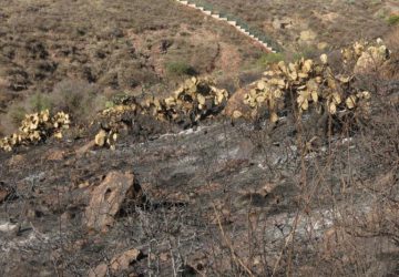 INTERPONDRÁN DENUNCIA ANTE FISCALÍA DE JUSTICA POR INCENDIO PROVOCADO EN ECOPARQUE