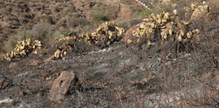 INTERPONDRÁN DENUNCIA ANTE FISCALÍA DE JUSTICA POR INCENDIO PROVOCADO EN ECOPARQUE