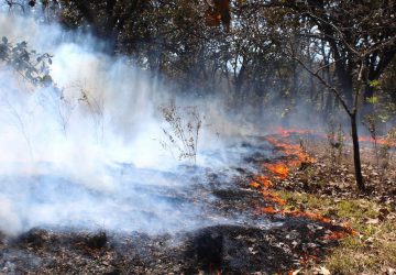 REPORTAN MÁS DE 8 MIL HECTÁREAS AFECTADAS POR INCENDIOS EN ZACATECAS