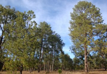 LANZA CONAFOR CONVOCATORIA PARA PREMIO AL MÉRITO FORESTAL