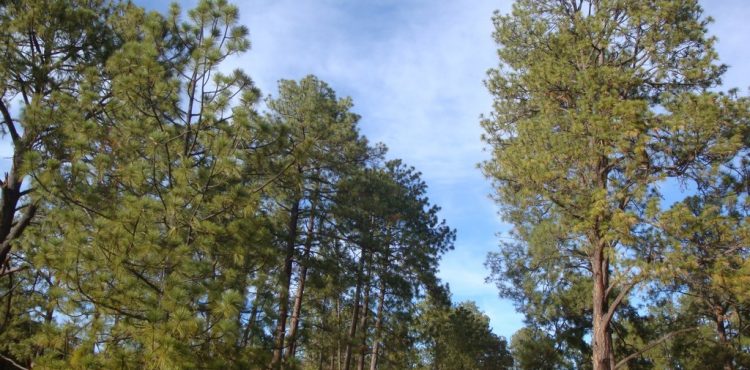 LANZA CONAFOR CONVOCATORIA PARA PREMIO AL MÉRITO FORESTAL