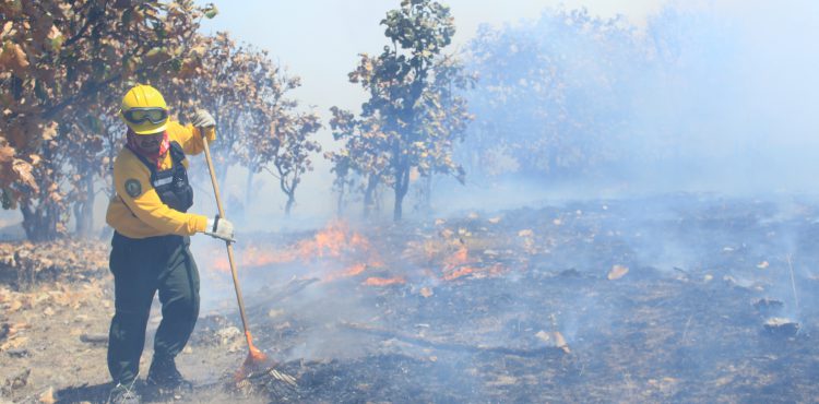 LA CONAFOR EXHORTA A LA POBLACIÓN A NO COMBATIR INCENDIOS FORESTALES SI NO ESTÁ CAPACITADA