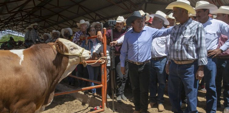 EMITE LA COORDINACIÓN GENERAL DE GANADERÍA CONVOCATORIA PARA CONTRATACIÓN DE MÉDICOS VETERINARIOS EMITE LA COORDINACIÓN GENERAL DE GANADERÍA CONVOCATORIA PARA CONTRATACIÓN DE MÉDICOS VETERINARIOS