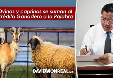 OVINOS Y CAPRINOS SE SUMAN AL CRÉDITO GANADERO A LA PALABRA