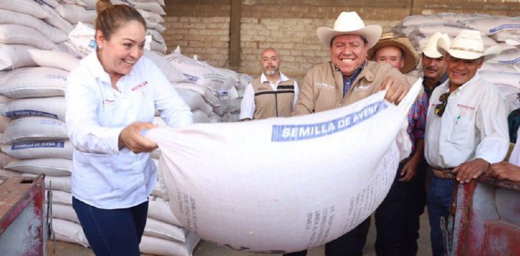 ENTREGA DAVID MONREAL SEMILLA DE AVENA FORRAJERA EN 40 MUNICIPIOS A TRAVÉS DEL CRÉDITO GANADERO A LA PALABRA