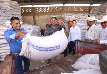 SEMILLA DE AVENA DEL CRÉDITO GANADERO A LA PALABRA DARÁN ALIMENTO PARA NUESTROS ANIMALES: PRODUCTORES ZACATECANOS