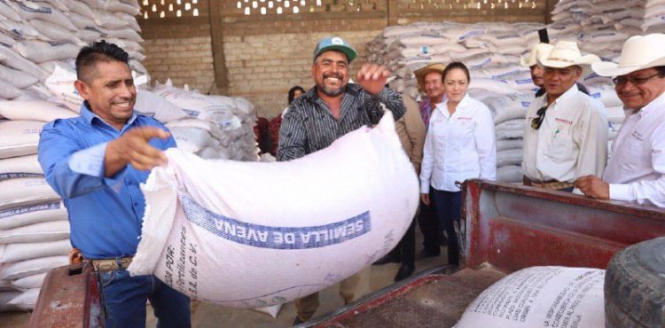 SEMILLA DE AVENA DEL CRÉDITO GANADERO A LA PALABRA DARÁN ALIMENTO PARA NUESTROS ANIMALES: PRODUCTORES ZACATECANOS