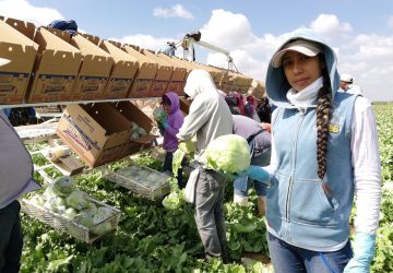 ZACATECAS OCUPA EL SEGUNDO LUGAR NACIONAL EN PRODUCCIÓN DE LECHUGA: SADER