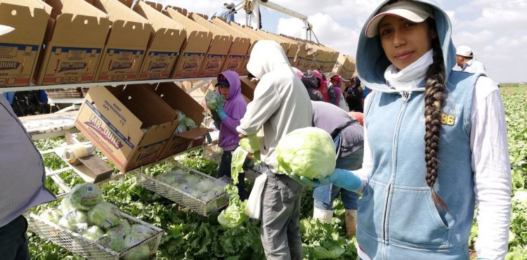 ZACATECAS OCUPA EL SEGUNDO LUGAR NACIONAL EN PRODUCCIÓN DE LECHUGA: SADER