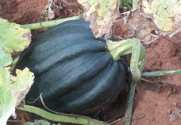 DESTACA ZACATECAS EN PRODUCCIÓN DE SEMILLA DE CALABAZA