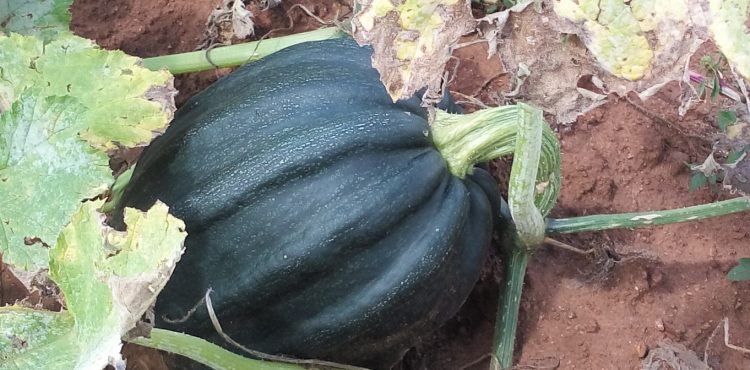 DESTACA ZACATECAS EN PRODUCCIÓN DE SEMILLA DE CALABAZA