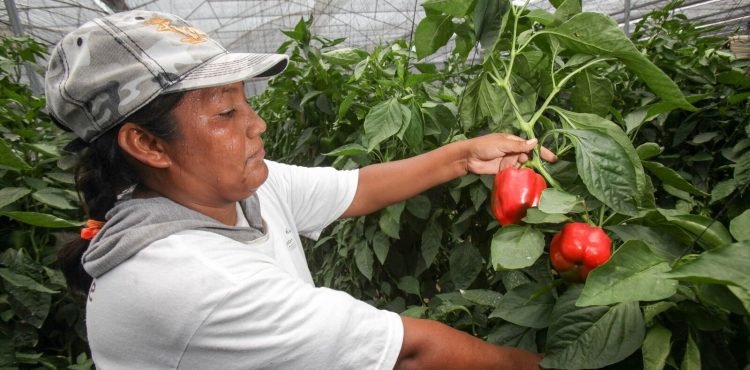 BRINDA EL T-MEC CERTIDUMBRE A UN COMERCIO AGROALIMENTARIO QUE ALCANZA 90 MIL MDD ANUALES, EN AMÉRICA DEL NORTE: SECRETARIO VILLALOBOS