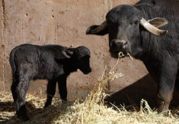 NACE BÚFALO EN ZOOLÓGICO DE LA ENCANTADA