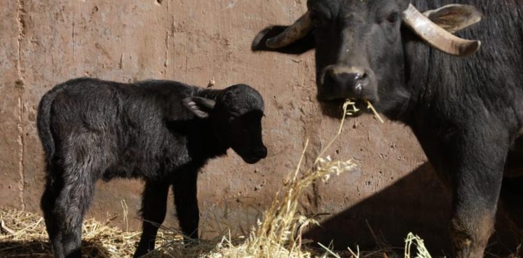 NACE BÚFALO EN ZOOLÓGICO DE LA ENCANTADA