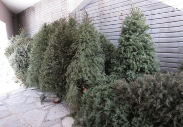 ORGANIZA SAMA ACOPIO DE PINOS NAVIDEÑOS NATURALES