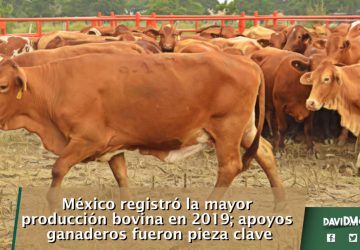 MÉXICO REGISTRÓ LA MAYOR PRODUCCIÓN BOVINA EN 2019; APOYOS GANADEROS FUERON PIEZA CLAVE