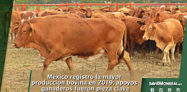 MÉXICO REGISTRÓ LA MAYOR PRODUCCIÓN BOVINA EN 2019; APOYOS GANADEROS FUERON PIEZA CLAVE