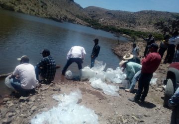 INICIA LA SIEMBRA DE 4 MILLONES DE ALEVINES EN PRESAS Y BORDOS DE ZACATECAS