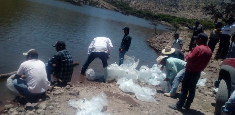 INICIA LA SIEMBRA DE 4 MILLONES DE ALEVINES EN PRESAS Y BORDOS DE ZACATECAS