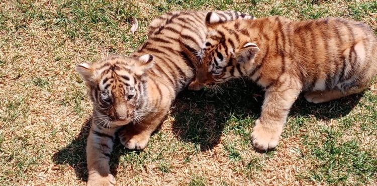 TIENE ZOOLÓGICO LA ENCANTADA NUEVOS HUÉSPEDES