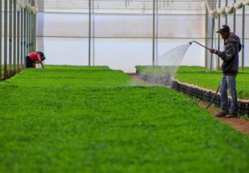 CAMPO ZACATECANO, ESENCIAL PARA LA SOBERANÍA Y SEGURIDAD ALIMENTARIA DE MÉXICO