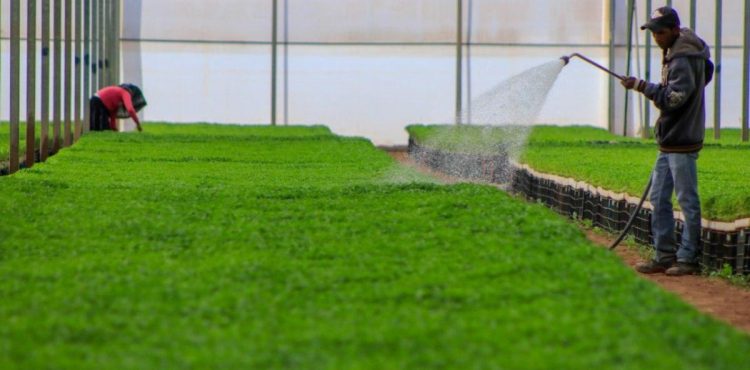 CAMPO ZACATECANO, ESENCIAL PARA LA SOBERANÍA Y SEGURIDAD ALIMENTARIA DE MÉXICO