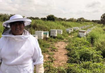 DESTACA ZACATECAS EN APICULTURA; PRODUCE 2 MIL TONELADAS DE MIEL AL AÑO