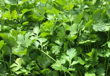 ZACATECAS, ENTRE LOS PRINCIPALES ESTADOS PRODUCTORES DE CILANTRO