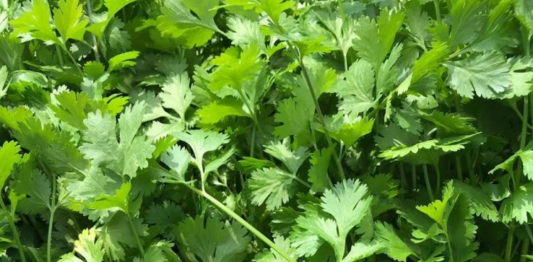 ZACATECAS, ENTRE LOS PRINCIPALES ESTADOS PRODUCTORES DE CILANTRO