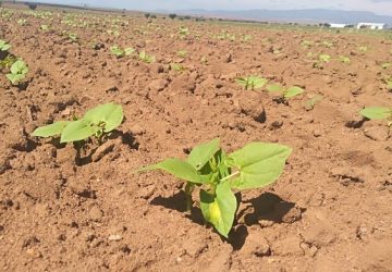 APOYARÁN CON 87.1 MDP A PRODUCTORES AFECTADOS POR FENÓMENOS CLIMATOLÓGICOS EN ZACATECAS