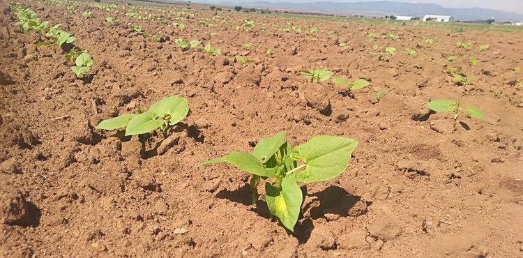 APOYARÁN CON 87.1 MDP A PRODUCTORES AFECTADOS POR FENÓMENOS CLIMATOLÓGICOS EN ZACATECAS