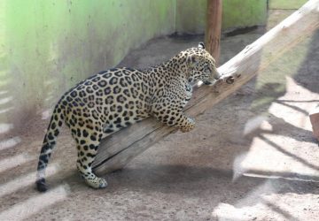 MANTIENE SEDIF CUIDADO DE ANIMALES EN EL PARQUE Y ZOOLÓGICO LA ENCANTADA