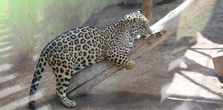 MANTIENE SEDIF CUIDADO DE ANIMALES EN EL PARQUE Y ZOOLÓGICO LA ENCANTADA