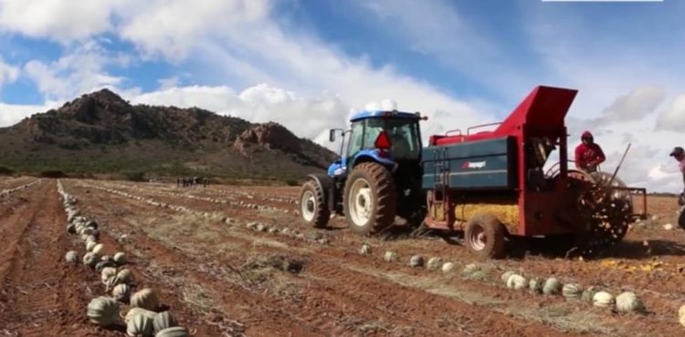 CAMPO ZACATECANO LOGRA PRIMER LUGAR NACIONAL EN CRECIMIENTO