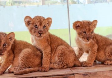 NACEN TRES CRÍAS DE LEÓN EN EL ZOOLÓGICO DE LA ENCANTADA