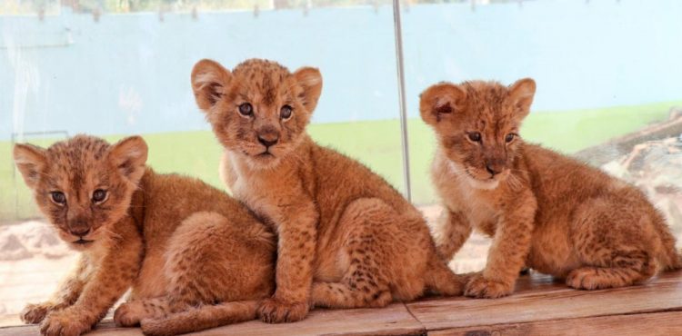 NACEN TRES CRÍAS DE LEÓN EN EL ZOOLÓGICO DE LA ENCANTADA