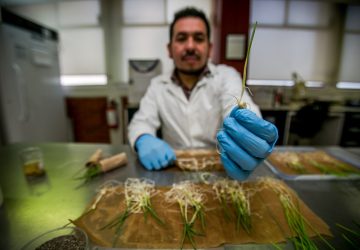 LANZA AGRICULTURA CONVOCATORIA PARA INTEGRAR LAS REDES DE RECURSOS GENÉTICOS PARA LA ALIMENTACIÓN Y LA AGRICULTURA