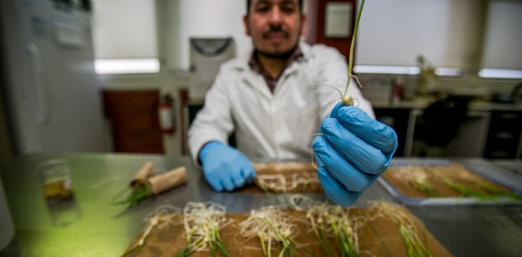 LANZA AGRICULTURA CONVOCATORIA PARA INTEGRAR LAS REDES DE RECURSOS GENÉTICOS PARA LA ALIMENTACIÓN Y LA AGRICULTURA