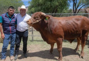 FALSO QUE CRÉDITO GANADERO A LA PALABRA DAÑARA EL ERARIO PÚBLICO: ASF