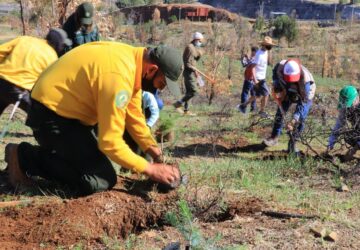 DAN INICIO LOS TRABAJOS DE REFORESTACIÓN Y PRESERVACIÓN DEL CERRO DE LA BUFA