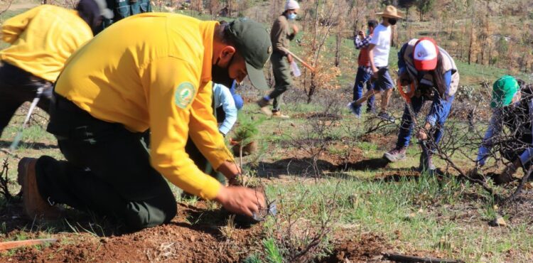 DAN INICIO LOS TRABAJOS DE REFORESTACIÓN Y PRESERVACIÓN DEL CERRO DE LA BUFA